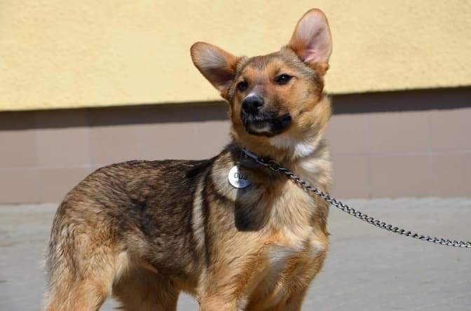 Чіп та Дейл і ще 8 вихованців ЛКП «Лев» шукають нові домівки. Фото