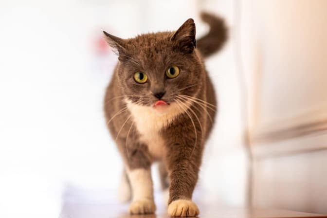 Шість муркотунів з ЛКП «Лев» хочуть додому і на ручки. Фото