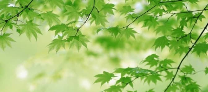 Фото: www.galka.if.ua