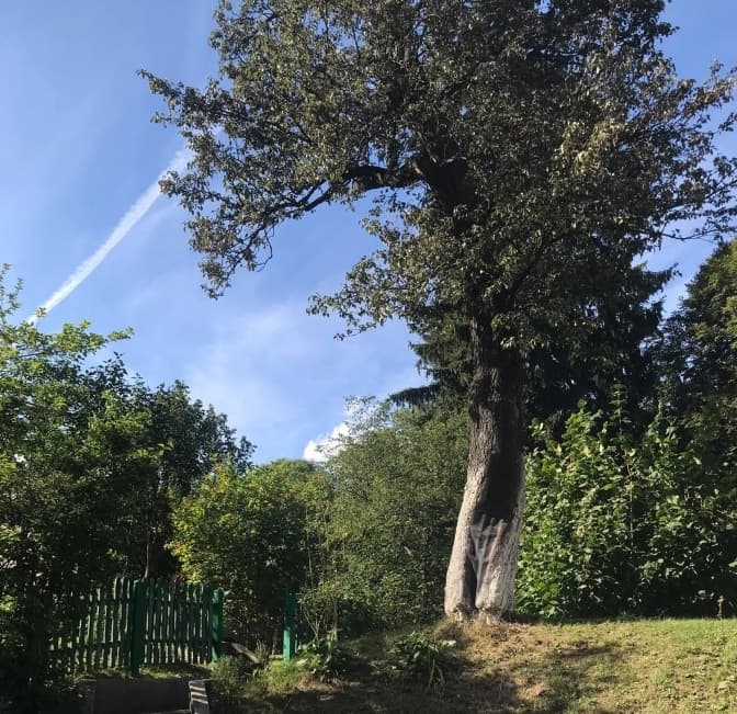 Як у Львові рятують 118-річну грушу, яку висадив Іван Франко