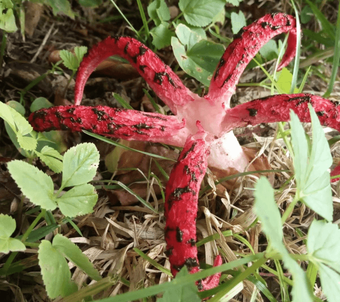 Фото: НП "Сколівські Бескиди"