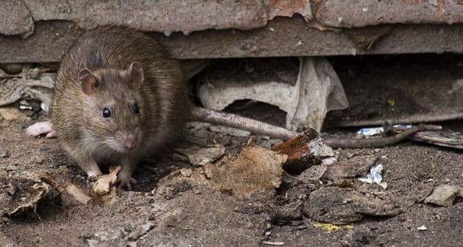 У Львові проведуть осінню дератизацію. Деталі