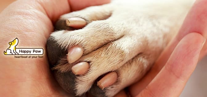 У Львові запрацював фонд допомоги тваринам. Як долучитись?