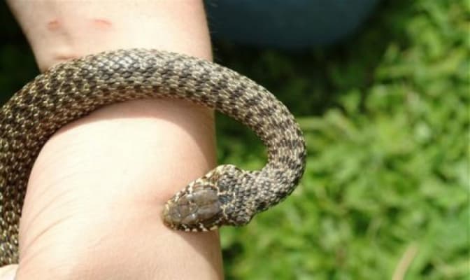 На Львівщині через укуси змій до лікарні потрапило двоє людей