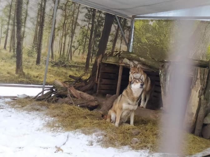 «Домівка врятованих тварин» у Львові запрошує на благодійний ярмарок