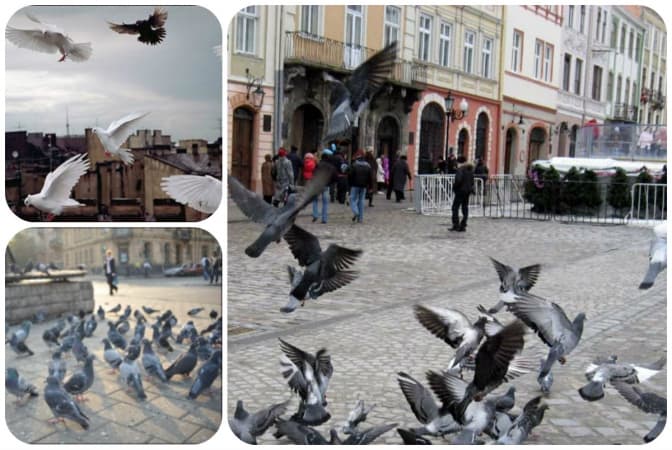 фото: vidido.ua, kp.ua