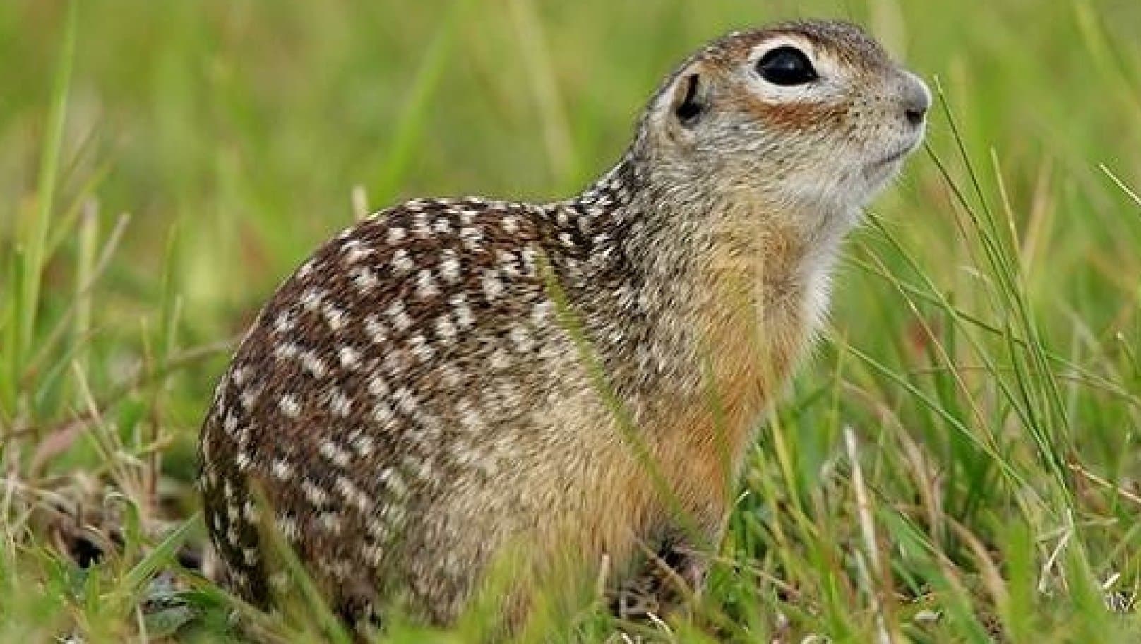 Ховрах крапчастий