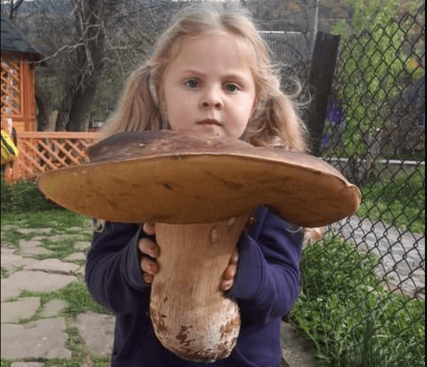 Під горою Парашка на Львівщині знайшли гриба-велетня. Фотофакт