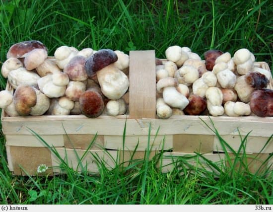 Як уникнути отруєння грибами