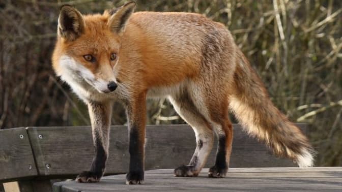 фото умовне