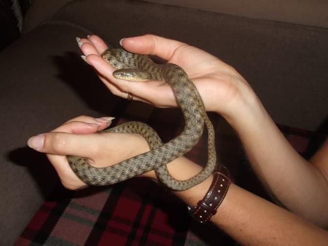 вуж водяний