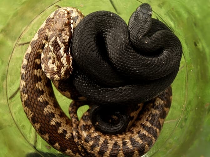 пара гадюк звичайних