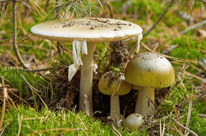 У львівській лікарні померла 2-річна дівчинка після отруєння грибами