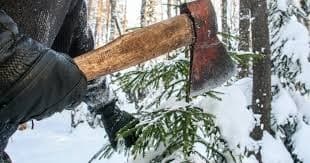 У Києві стартувала кампанія проти незаконних вирубок хвойних дерев перед Новим роком