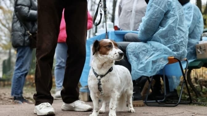 Сьогодні у Львові безкоштовно вакцинуватимуть собак і котів від сказу: де і коли