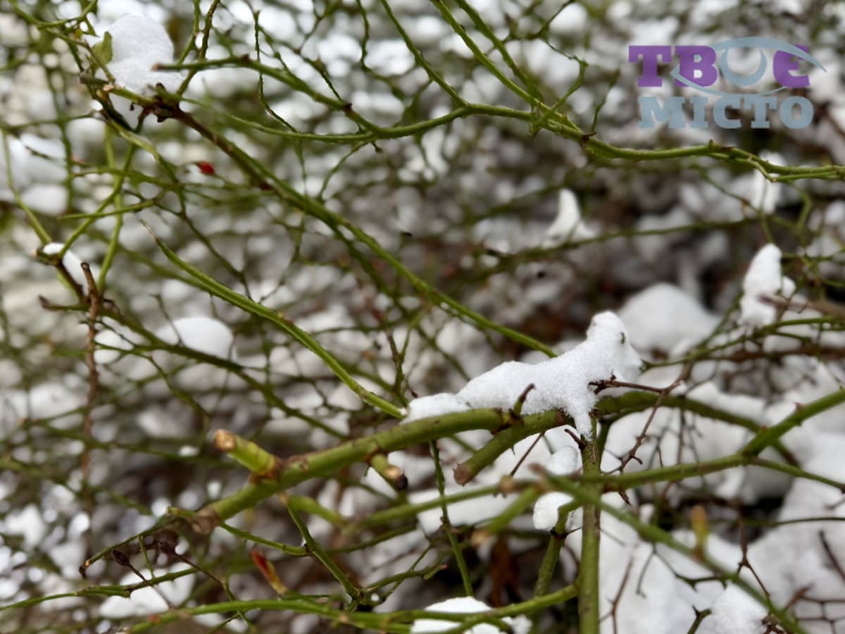 Чи чекати потепління: якою буде погода в останній тиждень зими