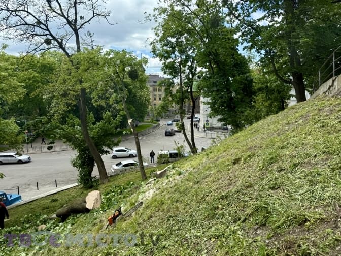 В центрі Львова, на схилі біля церкви Михайла, зрізали старе дерево