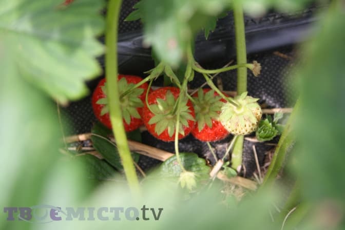 Сезон полуниці: що треба знати. Поради від МОЗ