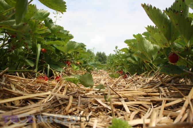 У Польщі хочуть організувати чартерні рейси для сезонних робітників з України