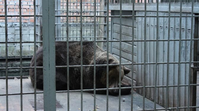 Чому захист прав тварин – це важливо і зовсім не смішно