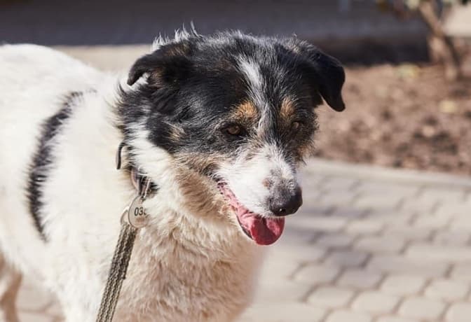 12 песиків ЛКП «Лев» шукають нових господарів. Фото