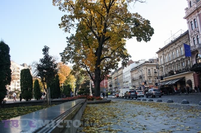 У Львові шукають садівників, які будуть інвентаризувати дерева