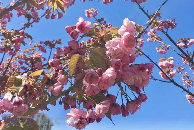 На Сихові заквітнула алея зі сакур. Фото