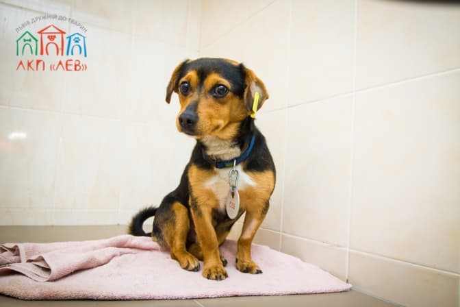 Фото надано ЛКП "Лев"