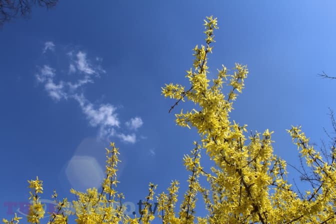 Пожежна небезпека та без опадів. Прогноз погоди у Львові на тиждень