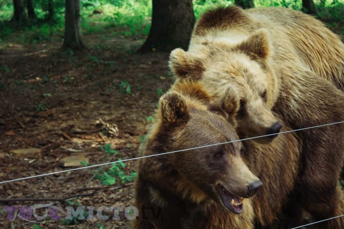 Танечні ведмеді: як на Львівщині повертають клишоногих природі. Фоторепортаж