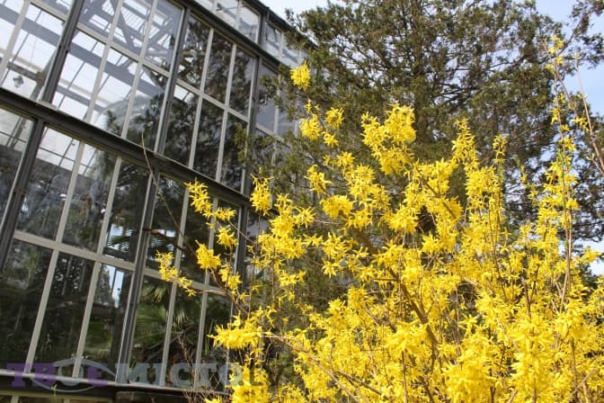 Сьогодні львів'ян запрошують на день відкритих дверей у ботанічний сад