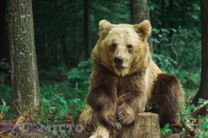 Львів’ян запрошують на благодійний сніданок з ведмедями притулку «Домажир»