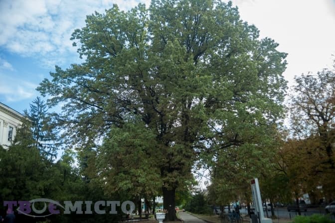 Чи зріжуть дерева під час реконструкції вулиці Бандери у Львові