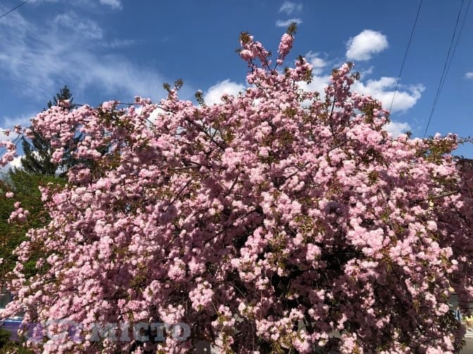 «Хай буде весна». У Львові почали квітнути дерева. Фоторепортаж