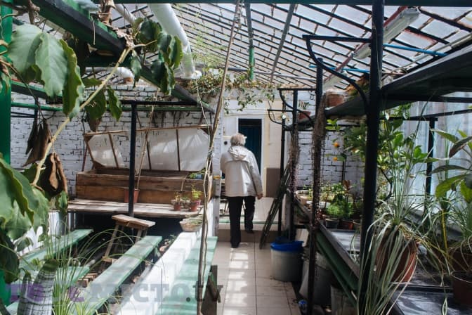 Тут ростуть гранат і кава. Як у центрі Львова працює таємний ботсад