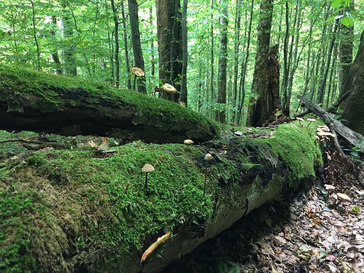 Зберегти ліси Карпат. Як «Лісова варта» контролює вирубки