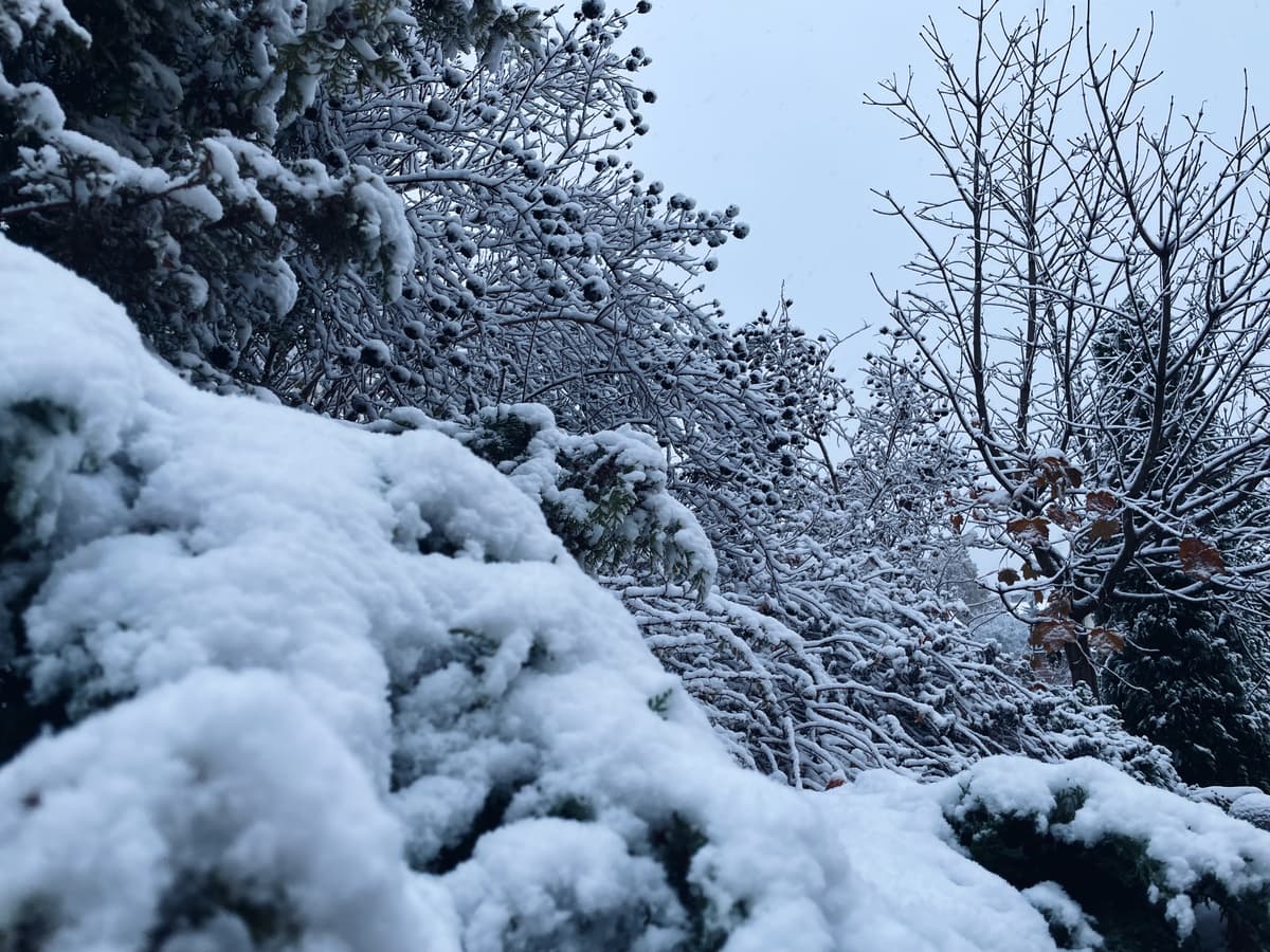У Львові випав перший сніг. Фото