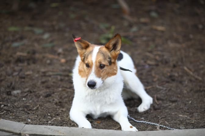Чотирилапий Стів та його друзі-песики шукають нові домівки. Фото