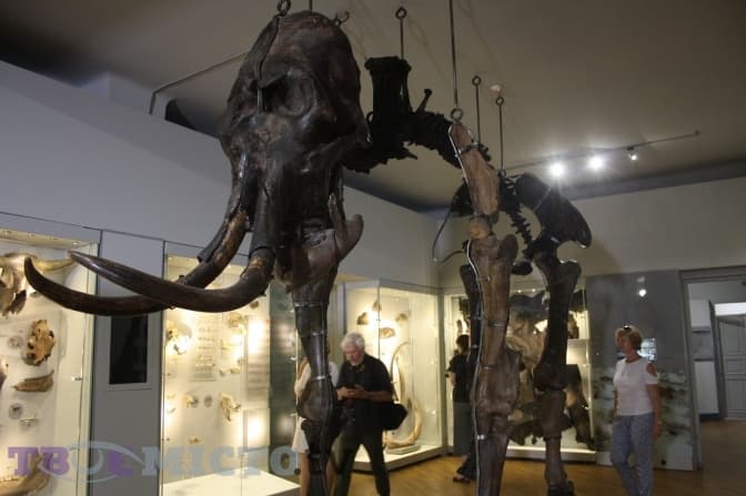 У Львові покажуть унікальні експонати мамонта і волохатого носорога. Фото