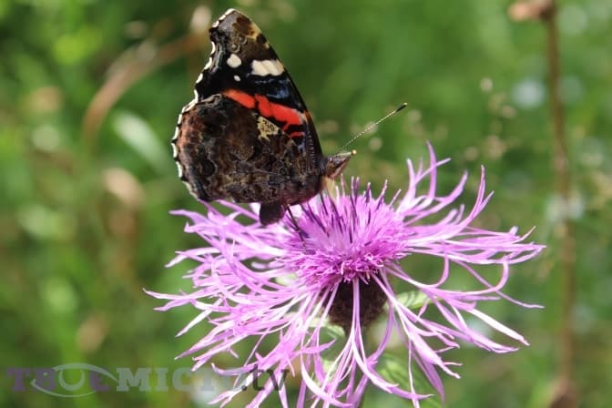 ТОП-10 вершин Львівщини. Які краєвиди можна побачити
