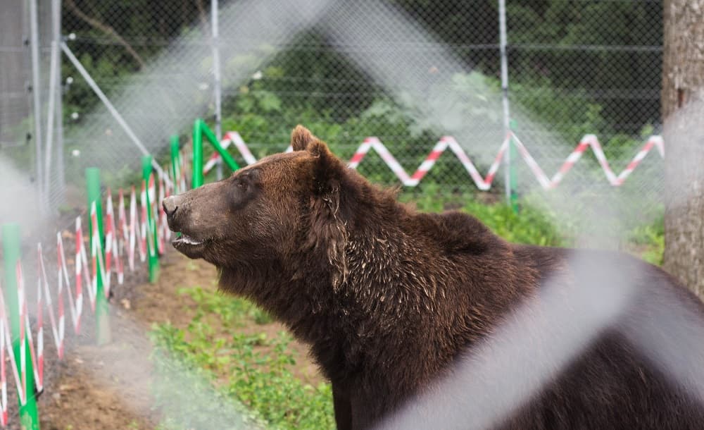 Дім для Маші. Як забирали ведмедицю з «Південного» і де вона тепер житиме