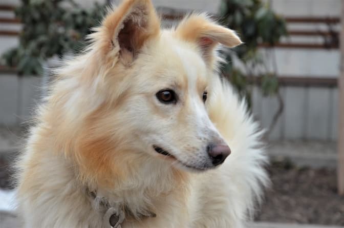 Мері та її друзі у Львові шукають новий дім. Фото