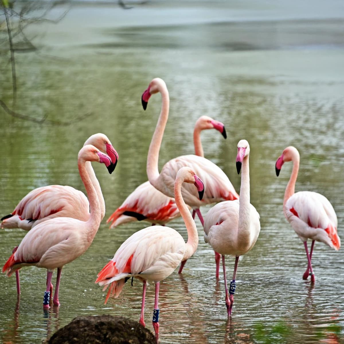 Spring relocation at KyivZoo: pink flamingos have returned to the summer lake