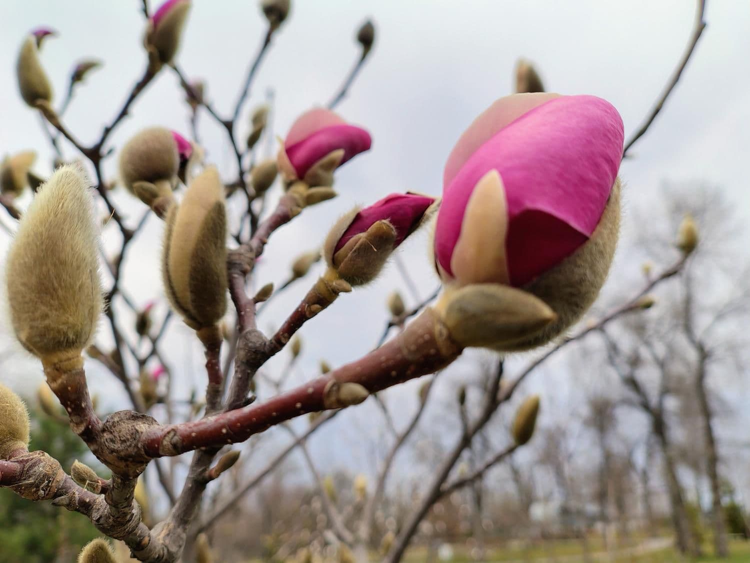 Цвітіння магнолій. Фото: КМДА