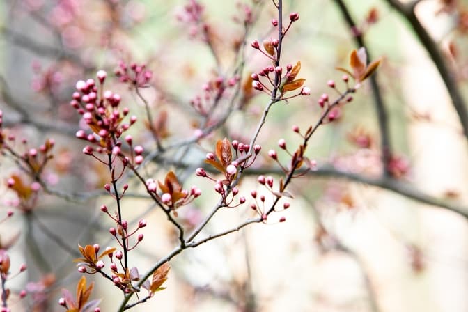 У селі поблизу Львова висадять 350 сакур