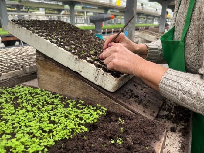 У Києві планують виростити понад 4 мільйони квітів у 2026 році