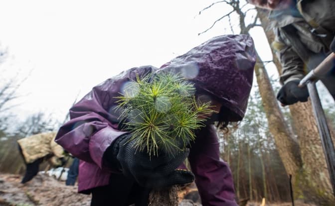 В одному з лісництв Києва висадили 1,5 тисячі сіянців сосни