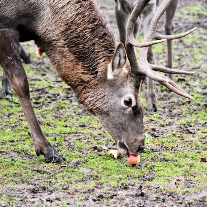 КиївЗоо влаштує яблучні частування для тварин до Дня святого Миколая