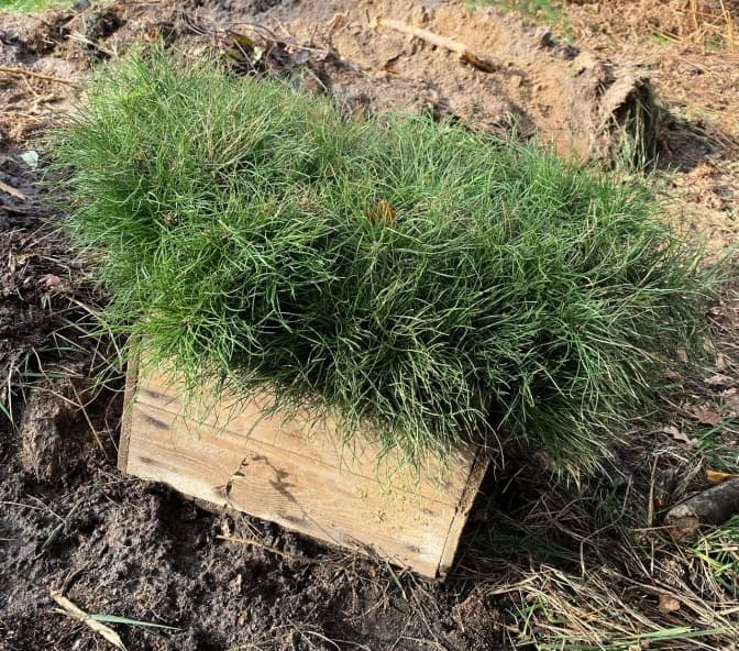 У Києві завершили річну кампанію з відтворення та збереження лісів