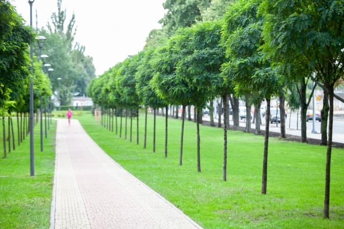 У Києві створили інтерактивну мапу озеленення: де найбільше зелених зон